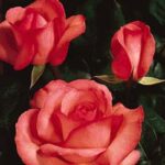 La Rosa Panthere Rose è caratterizzata da Fiore piacevole di lunga durata