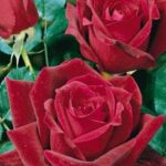 La Rosa Papa Meilland è famosa in tutto il mondo per la bellezza del suo fiore colore rosso scuro vellutato