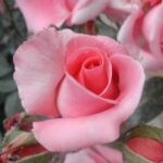 La Rosa Paris D'Yves Saint Laurent è caratterizzata da un fiore leggiadro e leggermente profumato