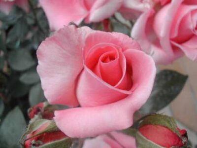 La Rosa Paris D'Yves Saint Laurent è caratterizzata da un fiore leggiadro e leggermente profumato