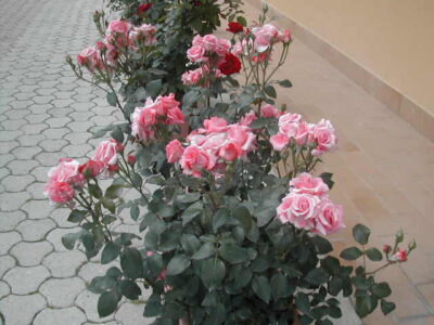 ROSA PARIS D`YVES SAINT LAURENT - immagine 2