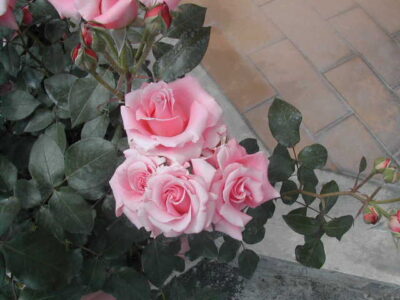 ROSA PARIS D`YVES SAINT LAURENT - immagine 3