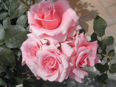 ROSA PARIS D`YVES SAINT LAURENT - immagine 4