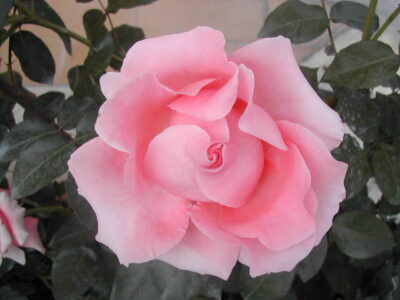 ROSA PARIS D`YVES SAINT LAURENT - immagine 5