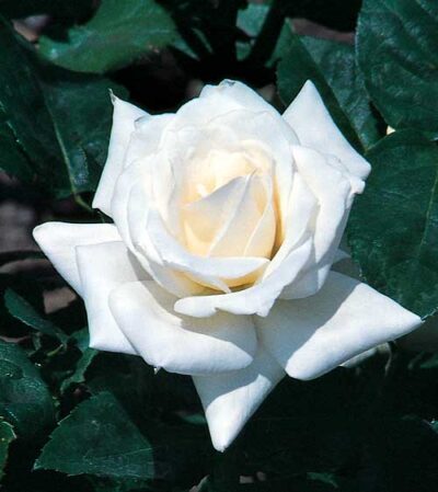 ROSA PASCALI