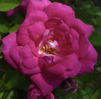 ROSA PERLA DE ALCANADA
