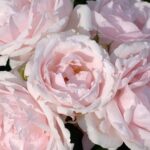 Fiori di Rosa Petit Trianon