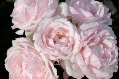 Fiori di Rosa Petit Trianon