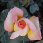 La Rosa Philippe Noiret è un Fiore emozionante dal colore giallo oro bordato di rosso che crea un piacevole contrasto con il fogliame verde scuro che riveste la pianta
