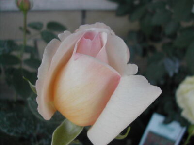ROSA PHILIPPE NOIRET - immagine 2
