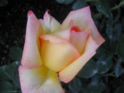 ROSA PHILIPPE NOIRET - immagine 3