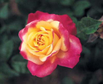 La Rosa Pullman Orient Express presenta un colore giallo striato di rosa bengala all'esterno.