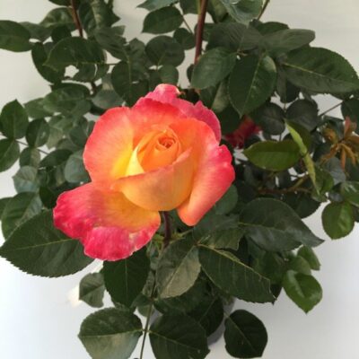 particolare del fiore di rosa pullman orient express