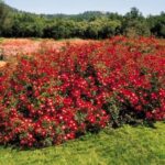 La Rosa Red Meidiland è una Pianta decorativa non solo per i suoi fiori color rosso centro bianco