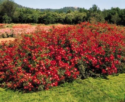 La Rosa Red Meidiland è una Pianta decorativa non solo per i suoi fiori color rosso centro bianco
