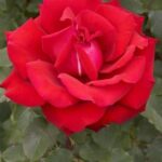 La Rosa Red Star presenta Fiori grandi e pieni