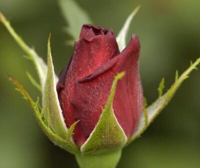ROSA RED STAR - immagine 2