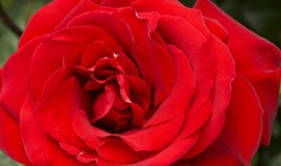 ROSA RED STAR - immagine 4
