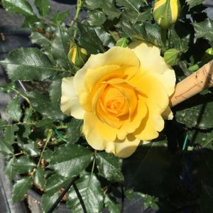 fiore di rosa rimosa