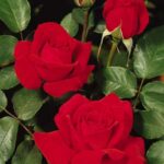 La Rosa Rouge Meilland è molto seducente per il suo colore rosso ribes brillante.