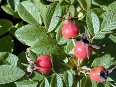 Frutti specie tipo di Rosa Rugosa