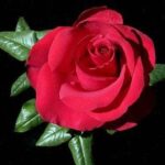 La Rosa Samantha botanicamente è un Ibrido di Tea rampicante,