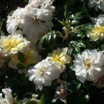 rosa snow carpet bianca tappezzante