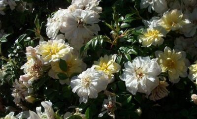 rosa snow carpet bianca tappezzante