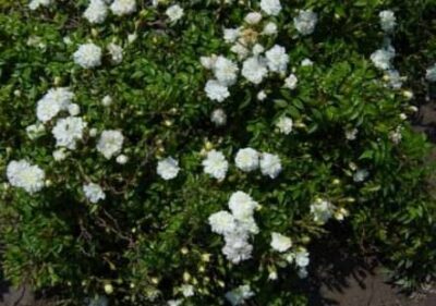 ROSA SNOW CARPET - immagine 2