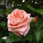 La Rosa Sonia botanicamente è un Ibrido di Tea rampicante dal colore rosa vivo
