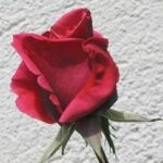La Rosa Soraya botanicamente è un Ibrido di Tea rampicante,