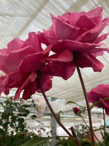 Rosa Soraya - fine fioritura