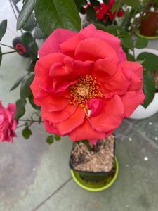 Rosa Soraya - inizio fioritura
