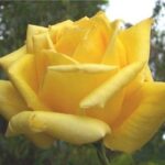La Rosa Spek's Yellow botanicamente è un Ibrido di Tea rampicante