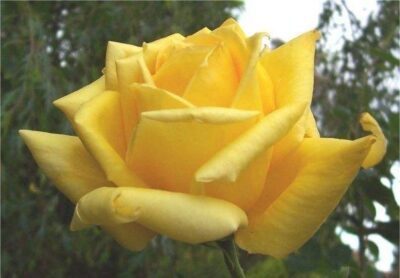La Rosa Spek's Yellow botanicamente è un Ibrido di Tea rampicante