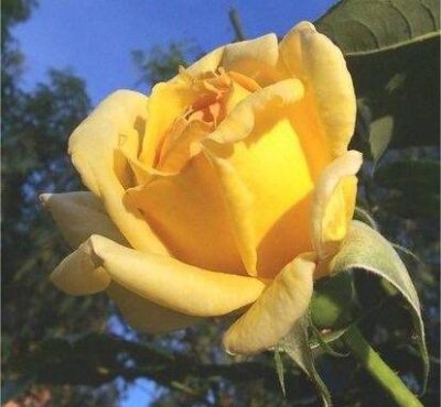 ROSA SPEK'S YELLOW - immagine 2