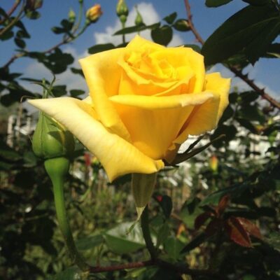 fiore di rosa spek's yellow