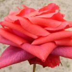 La Rosa Super Star botanicamente è un Ibrido di Tea rampicante