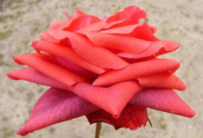 La Rosa Super Star botanicamente è un Ibrido di Tea rampicante