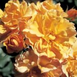 La Rosa Tequila è la prima varietà di colore ocra con caratteristiche multifunzionali