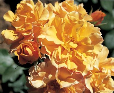 La Rosa Tequila è la prima varietà di colore ocra con caratteristiche multifunzionali