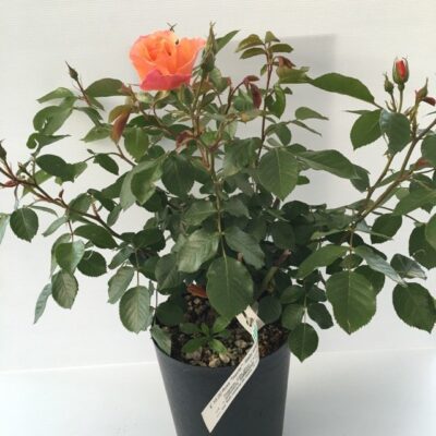 primo piano di rosa tequila