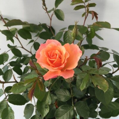 particolare del fiore di rosa tequila