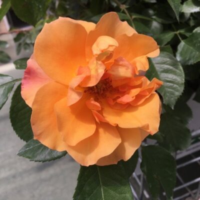 primo piano di rosa tequila