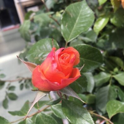 bocciolo di rosa tequila