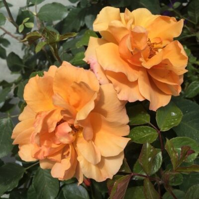 fiori di rosa tequila