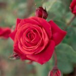 La Rosa Terracotta presenta un originale colore terra di Siena che apporterà una vera innovazione nel vostro giardino