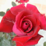 La Rosa Victor Hugo è una pianta sana e vigorosa adornata da una moltitudine di fiori colore rosso brillante intensamente profumati.
