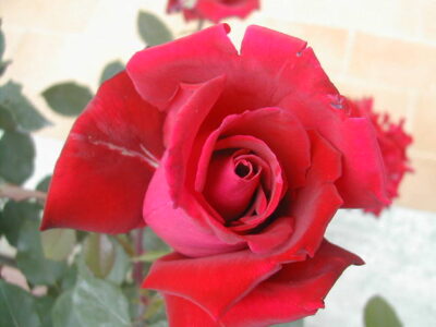 La Rosa Victor Hugo è una pianta sana e vigorosa adornata da una moltitudine di fiori colore rosso brillante intensamente profumati.