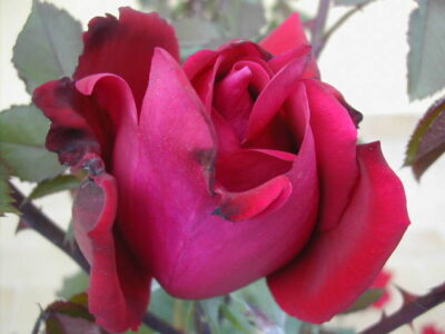 ROSA VICTOR HUGO - immagine 2